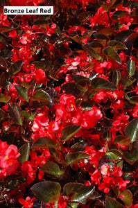 Begonia Fibrous (4 packs) -flat price in store $20 for 10 packs