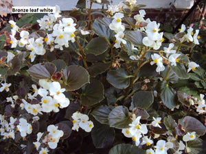 Begonia Fibrous (4 packs) -flat price in store $20 for 10 packs