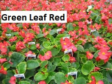 Load image into Gallery viewer, Begonia Fibrous (4 packs) -flat price in store $20 for 10 packs
