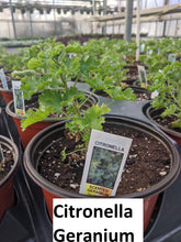 Load image into Gallery viewer, Geranium Citronella (Mosquito repellent plant)
