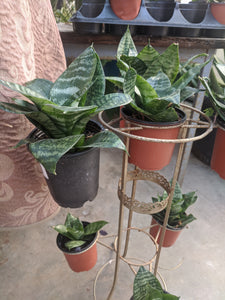 Snake plants  6" pots
