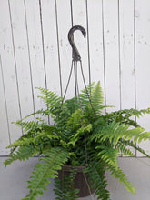 Load image into Gallery viewer, Fern 10&quot; hanging basket / 4&quot; pot
