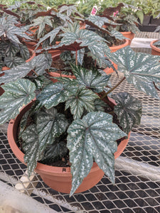 Begonia Rex (12" pot & 4")