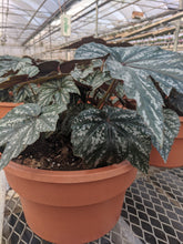 Load image into Gallery viewer, Begonia Rex (12&quot; pot &amp; 4&quot;)
