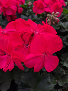 Geraniums (4") In store only