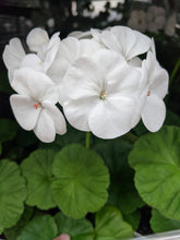 Load image into Gallery viewer, Geraniums (4&quot;) In store only
