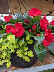 10" hanging baskets (black pot) - in store only