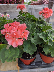 Geraniums (4") In store only