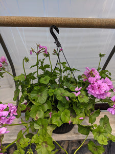 10" hanging baskets (black pot) - in store only