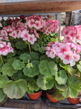 Load image into Gallery viewer, Geraniums (4&quot;) In store only
