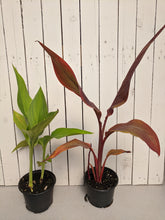 Load image into Gallery viewer, Canna Lily (6&quot; Pot)
