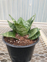 Load image into Gallery viewer, Snake plants  6&quot; pots
