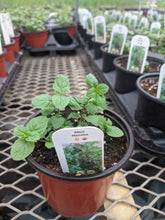Load image into Gallery viewer, Mint (4&quot; pot - spearmint)

