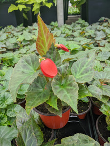 Begonia Dragon wing (easy to grow)