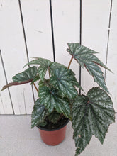 Load image into Gallery viewer, Begonia Rex (12&quot; pot &amp; 4&quot;)
