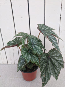 Begonia Rex (12" pot & 4")