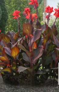 Canna Lily (6" Pot)