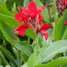 Load image into Gallery viewer, Canna Lily (6&quot; Pot)
